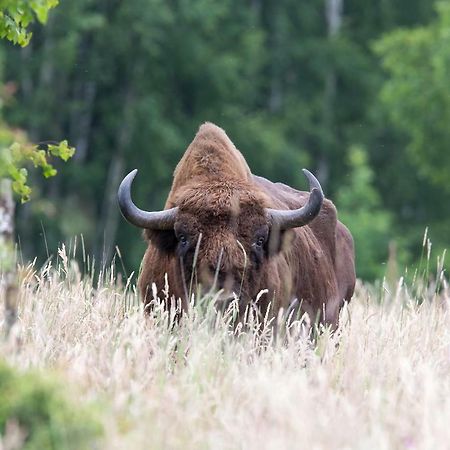 Bialowieski Raj Białowieża Eksteriør billede