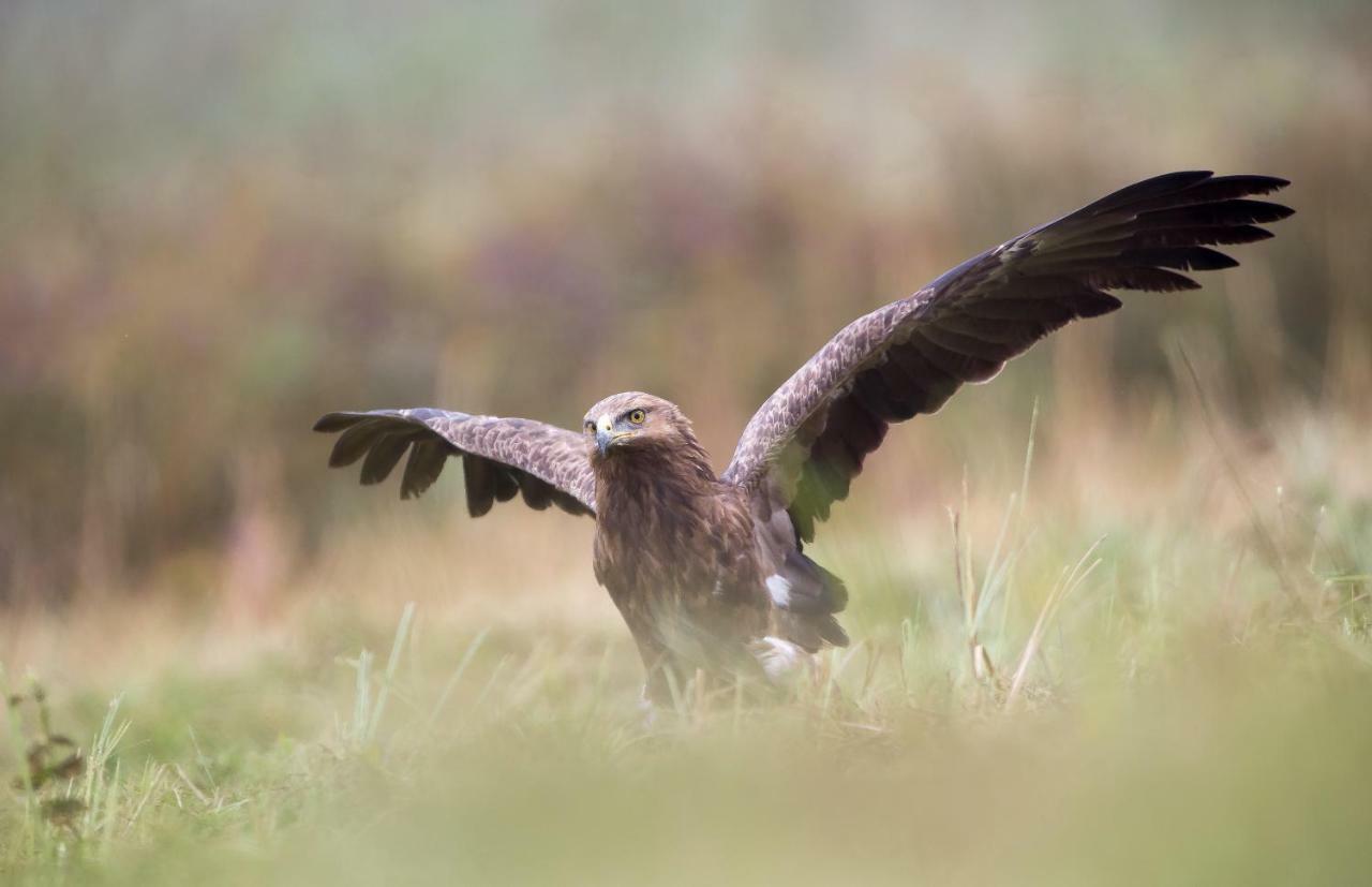 Bialowieski Raj Białowieża Eksteriør billede