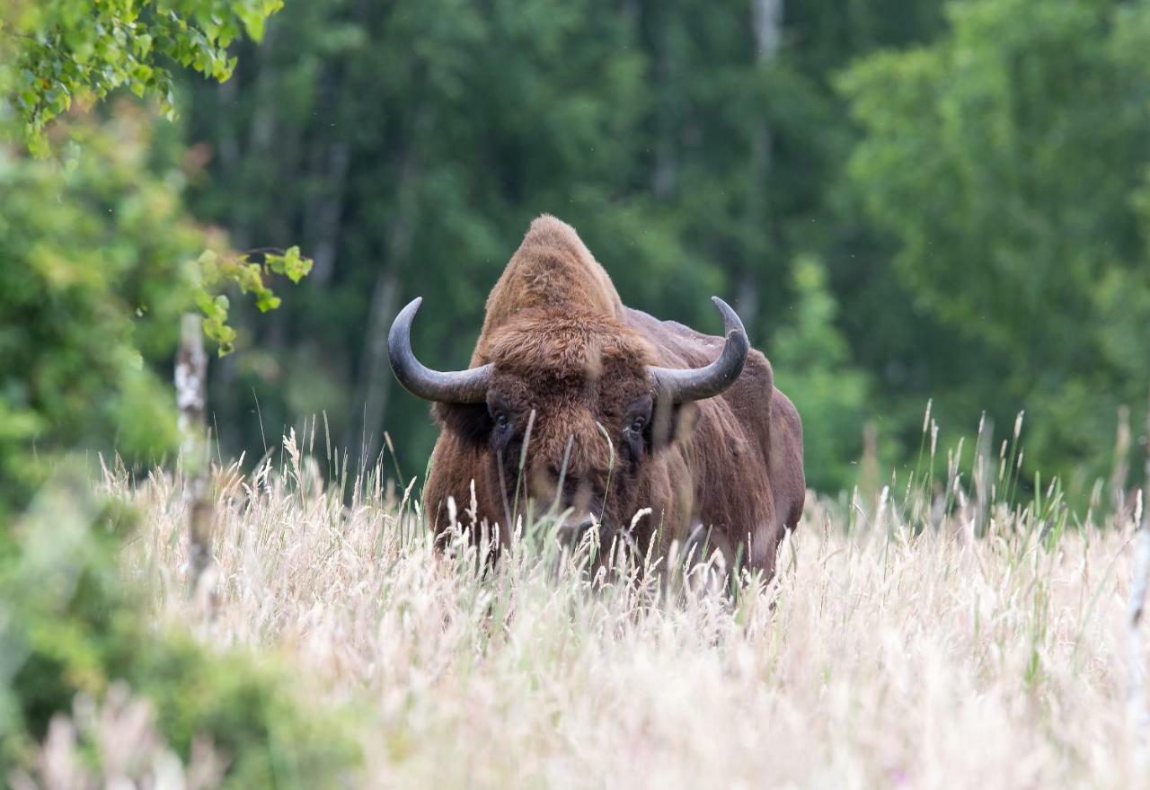 Bialowieski Raj Białowieża Eksteriør billede