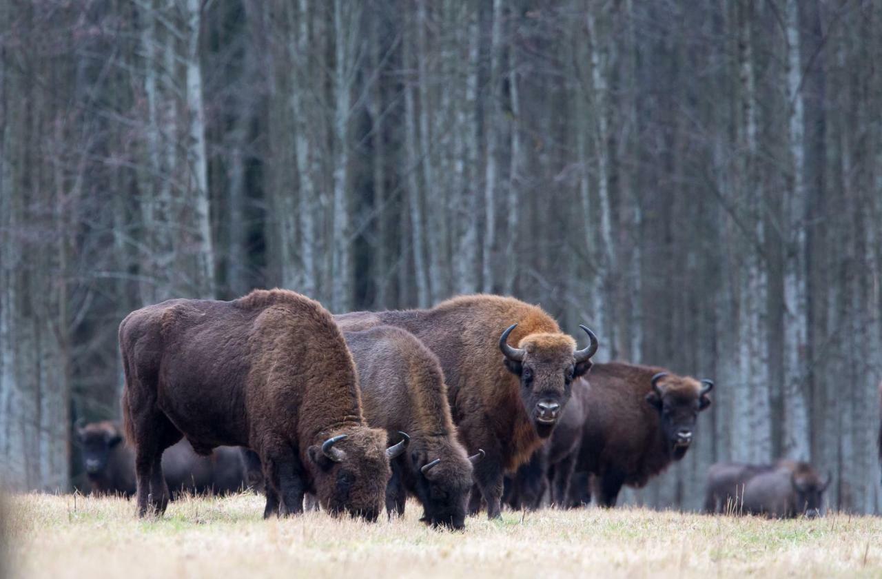 Bialowieski Raj Białowieża Eksteriør billede